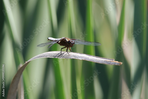 libellule déprimée mâle au soleil