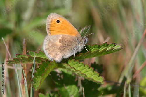 Papillon procris fadet commun sur une feuille