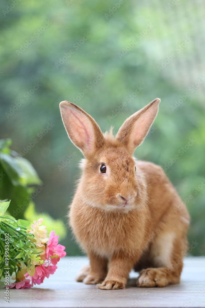 Fototapeta premium Brown orange young rabbit on grey wood floor with green plant decoration as summer nature with green background. Happy bunny and relax pet.