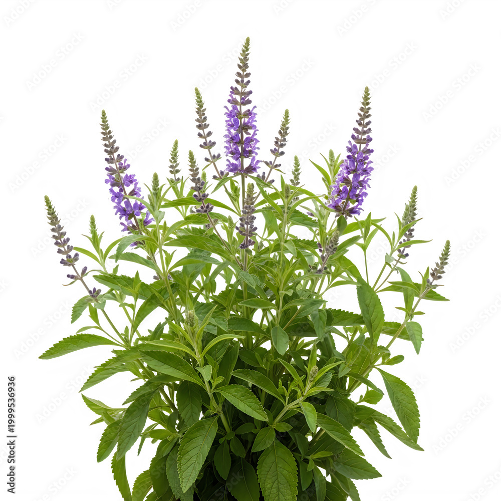 Fototapeta premium Vibrant purple delphinium flowers in full bloom