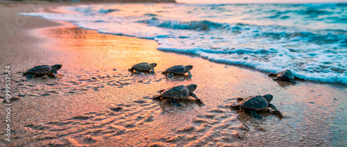 Sea turtle hatchlings crawling toward the ocean on a sandy beach at sunset