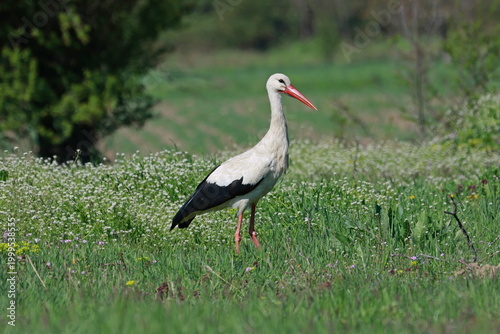 White Stork (Ciconia ciconia) on the green meadow