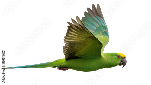 Tableau sur toile Green Parrot Flying with Extended Wings and Yellow Eye