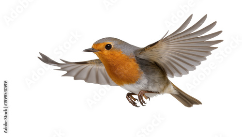 Canvastavla Flying European Robin with Spread Wings and Orange Breast