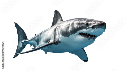 Εκτύπωση καμβά Great White Shark Swimming Side View with Visible Teeth and Fins
