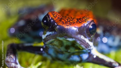 Ecuadorian Poison Frog (Ameerega bilinguis), Close-up. In rainforest, Orellana province, Ecuador.