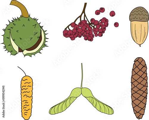 Collection of autumn tree seeds, fruits and cones for kids education including chestnut, rowan berries, acorn, birch catkin, maple samara and spruce cone, illustration, vector