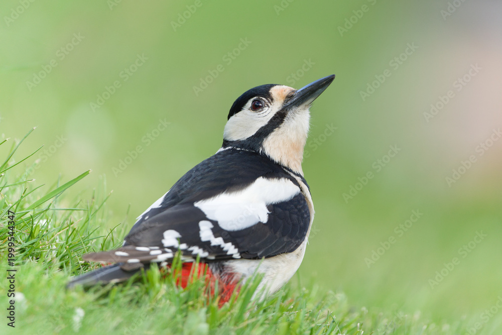 Obraz premium Great Spotted Woodpecker (Dendrocopos major) male resting in grass with upward gaze, common species in the Czech Republic