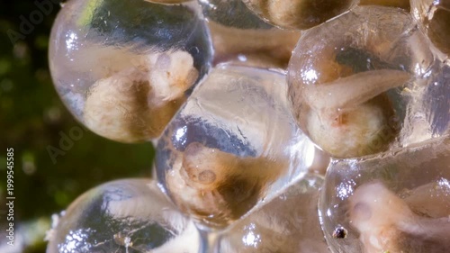 Clutch of eggs  of the Amazonian Monkey Frog (Agalychnis hulli), Suspended on a leaf above a pool in the rainforest. The tadpoles are developing within the transparent egg membrane. Amazonian Ecuador