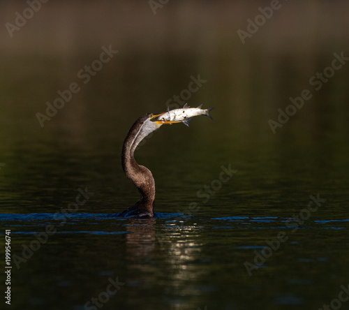 Darter with catch