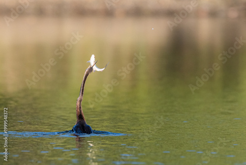 heron in water