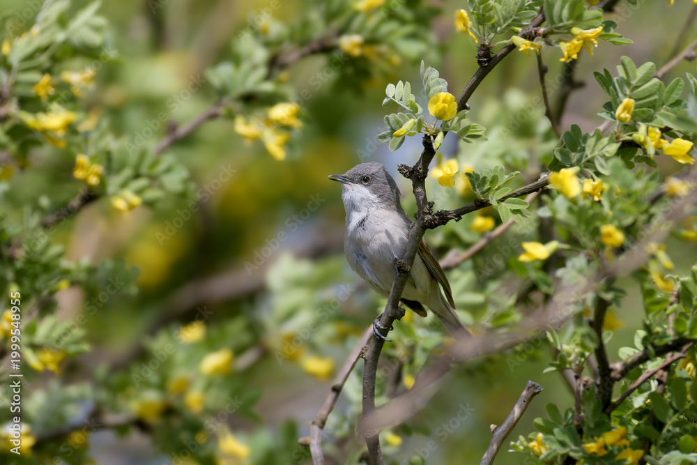 Obraz premium Lesser Whitethroat (Curruca curruca) perched on a blooming Russian Olive (Elaeagnus angustifolia) branch.