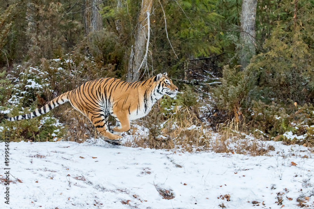 Obraz premium Winter Shadow: A Bengal Tiger on the Hunt