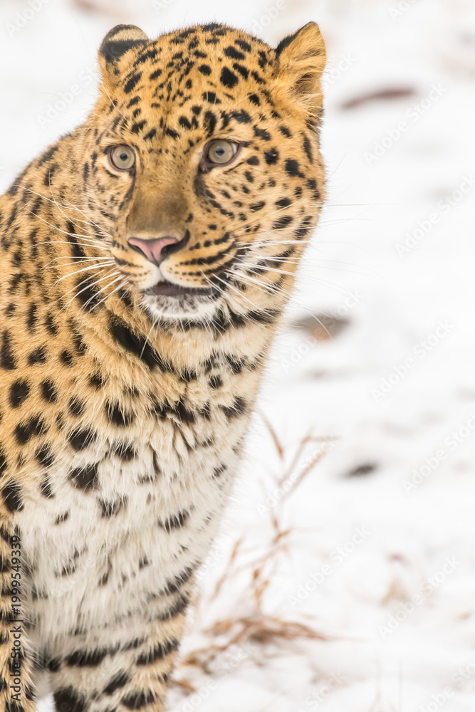 Fototapeta premium Grace in the Frost: The Amur Leopard on the Hunt