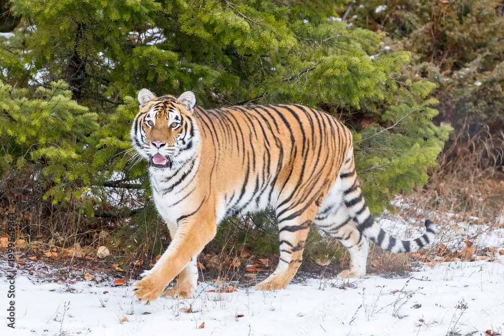 Obraz premium Winter Shadow: A Bengal Tiger on the Hunt