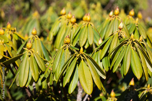 Rhododendron bush in the bud formation stage.