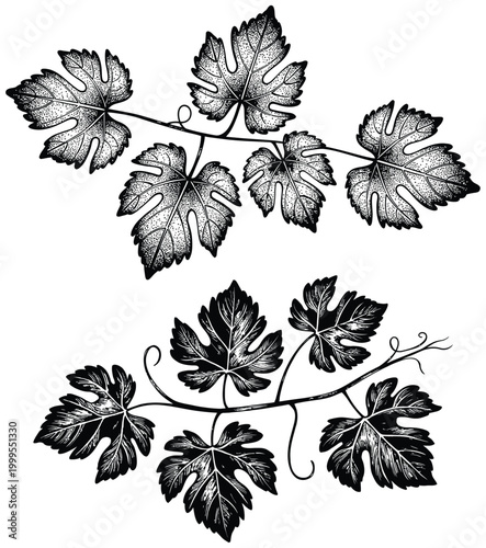 High quality vector of hand drawn grape leaves and vine branches.