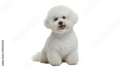 Fluffy white Bichon Frise puppy sitting and looking forward