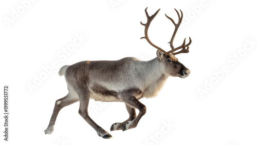 Brown Reindeer Running with Antlers in Motion