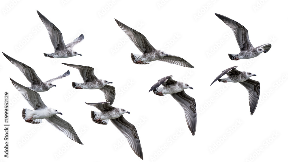 Obraz premium Flying Grey Seabirds Flock in Dynamic Motion