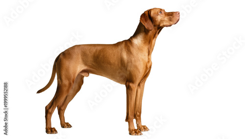 Εκτύπωση καμβά Standing Vizsla Dog with Short Coat and Brown Fur