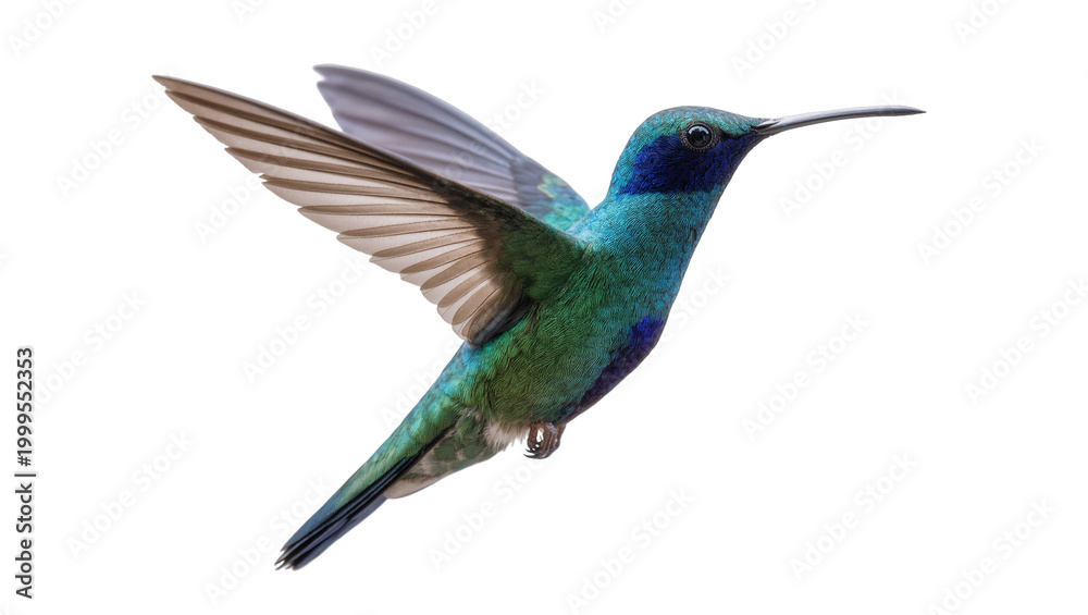 Obraz premium Shimmering Turquoise Hummingbird in Flight with Extended Wings