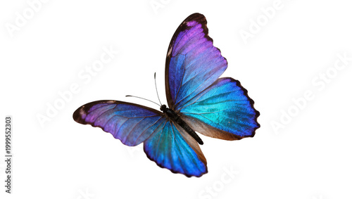Tableau sur toile Blue Purple Morpho Butterfly with Iridescent Wings and Delicate Antennae