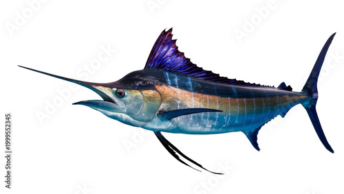 Schilderij op canvas Blue marlin fish swimming with long bill and vibrant dorsal fin