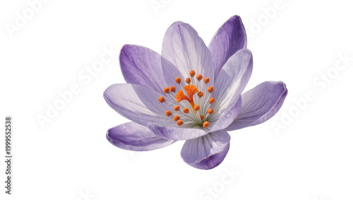 Foto Purple Crocus Flower with Yellow Stamens and Pistil