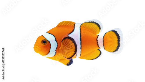 Photography Orange white striped clownfish with black spots swimming sideways