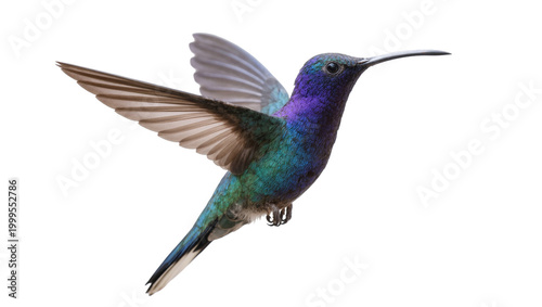 Foto Vibrant Purple Teal Hummingbird in Flight with Extended Wings