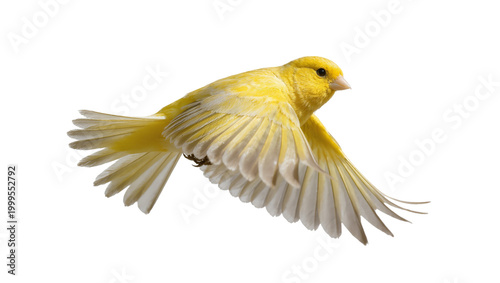 Tableau sur toile Yellow Canary Bird Flying with Spread Wings and Feathers