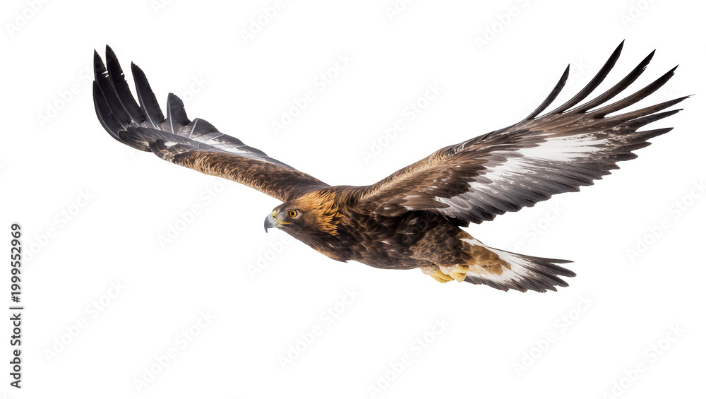 Fototapeta premium Golden eagle soaring with extended wings and focused gaze
