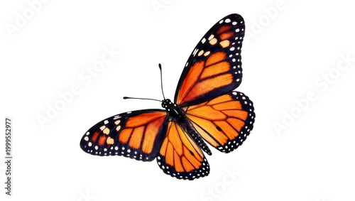 Tableau sur toile Vibrant Monarch Butterfly with Orange Wings and Black Veins