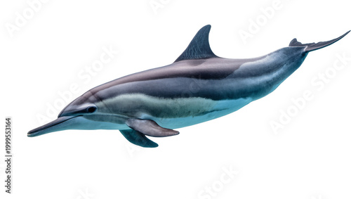 Slika na platnu Gray sleek swimming Dolphin with dark dorsal fin and long snout