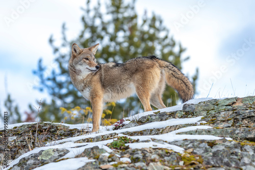 Fotografie Silent Tracker: Coyote on the Hunt in Montana’s Winter Mountains