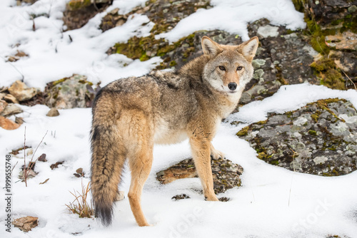 Bild auf Leinwand Silent Tracker: Coyote on the Hunt in Montana’s Winter Mountains