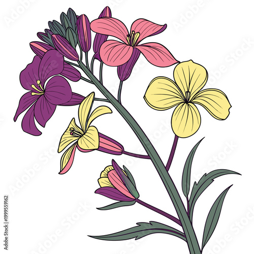 Foto wallflower colorful on white background