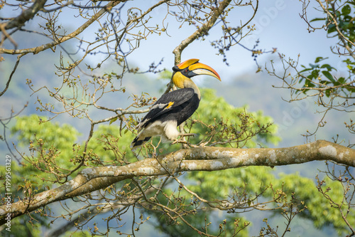 Great hornbill (Buceros bicornis), also known as the concave-casqued hornbill, great Indian hornbill or great pied hornbill, is one of the larger members of the hornbill family. 