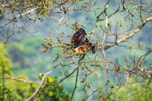Indian giant squirrel or Malabar giant squirrel (Ratufa indica)
