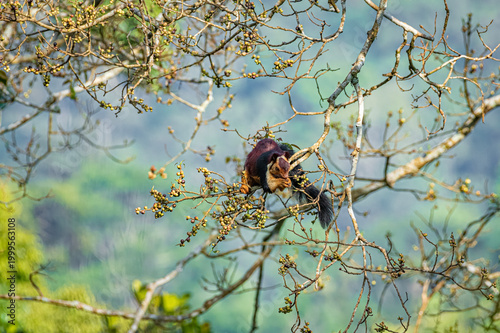 Indian giant squirrel or Malabar giant squirrel (Ratufa indica)