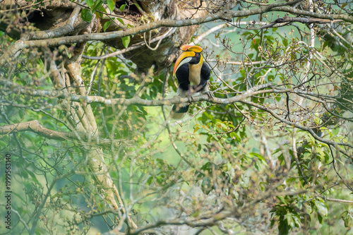 Great hornbill (Buceros bicornis), also known as the concave-casqued hornbill, great Indian hornbill or great pied hornbill, is one of the larger members of the hornbill family. 