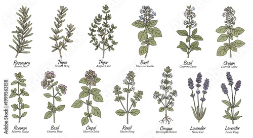 Herbal Garden Collection: Rosemary, Thyme, Oregano, Basil, Lavender - Botanical Illustration