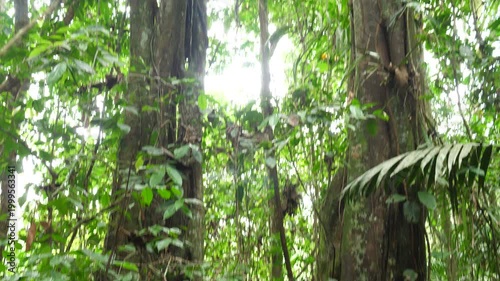 Unusual tree forming an arch in the rainforest, Ecuador. Likely to be a strangler fig (Ficus sp.) in pristine rainforest, Orellana province, Ecuador