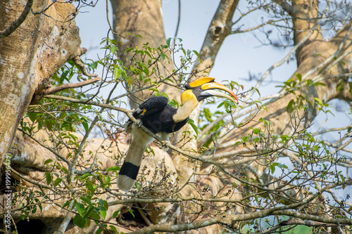 Great hornbill (Buceros bicornis), also known as the concave-casqued hornbill, great Indian hornbill or great pied hornbill, is one of the larger members of the hornbill family. 