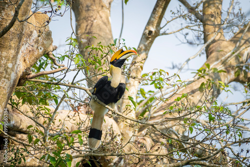 Great hornbill (Buceros bicornis), also known as the concave-casqued hornbill, great Indian hornbill or great pied hornbill, is one of the larger members of the hornbill family. 