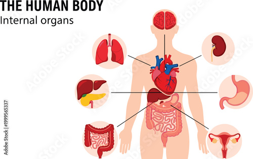 Human anatomy illustration featuring internal organs and body systems high quality professional detailed modern elegant stylish clean crisp vibrant colorful digital