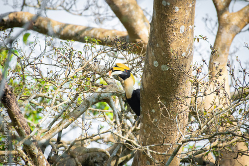 Great hornbill (Buceros bicornis), also known as the concave-casqued hornbill, great Indian hornbill or great pied hornbill, is one of the larger members of the hornbill family. 