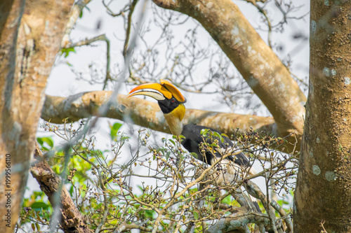 Great hornbill (Buceros bicornis), also known as the concave-casqued hornbill, great Indian hornbill or great pied hornbill, is one of the larger members of the hornbill family. 