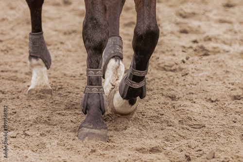 Horse Hooves in Motion with Protective Boots, Equestrian Training in a sand Arena. Dynamic close-up of a horse's legs and hooves. Tendon protection. Veterinary theme. Horse care. 